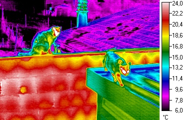 thermographie-les-chats
